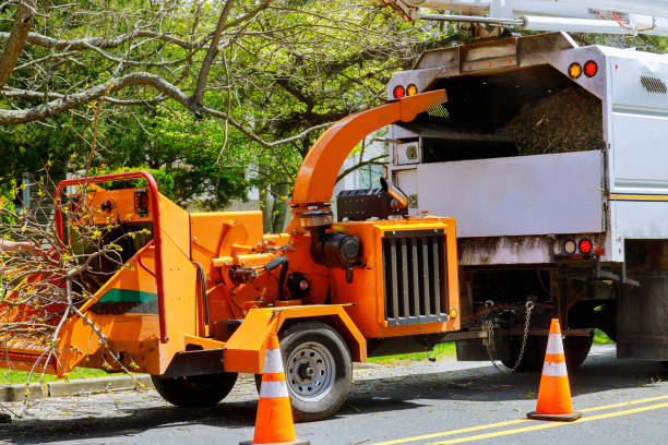 How Our Tree Care Process Works  in  Bowling Green, OH