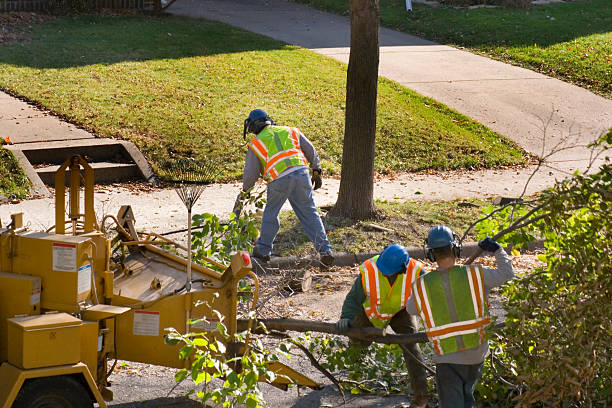 Bowling Green, OH Tree Care  Company